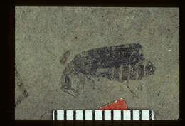 Image of <i>Podabrus florissantensis</i> Wickham 1914