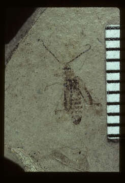 Image of Cantharis