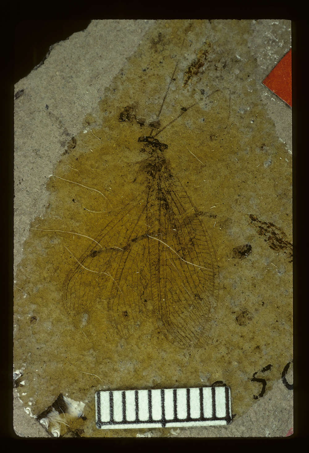 Image of <i>Osmylidia requieta</i> (Scudder 1890)