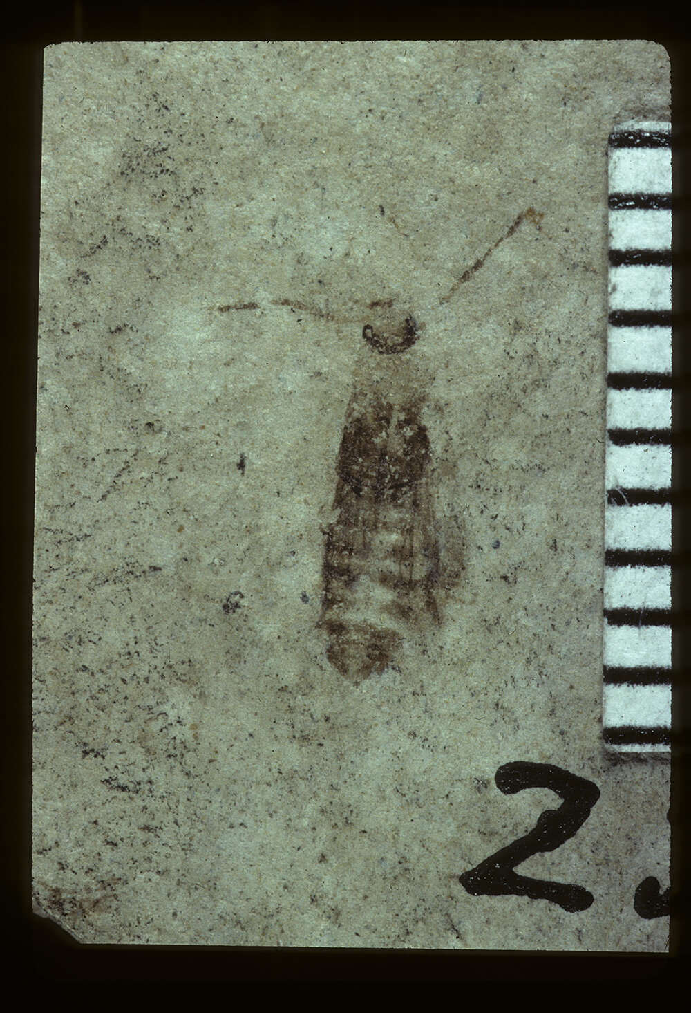 Image of Cantharis