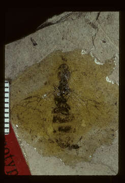 Image of Miomyrmex impactus (Cockerell 1927)