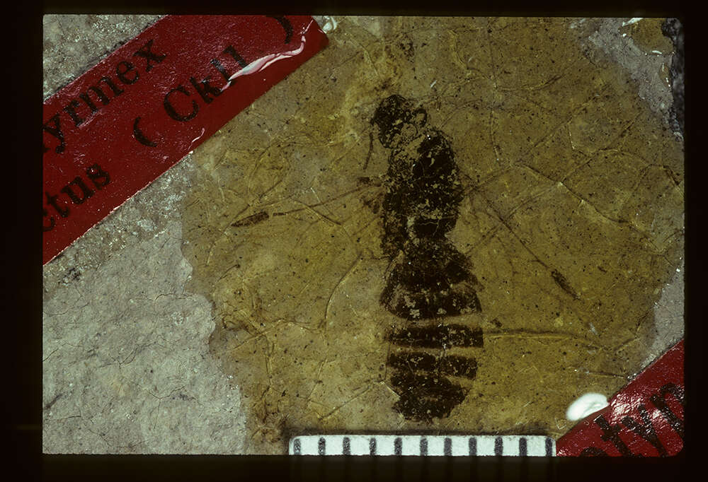 Image of Miomyrmex impactus (Cockerell 1927)