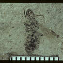 Image of Elaeomyrmex gracilis Carpenter 1930