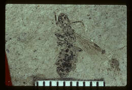 Image of Elaeomyrmex