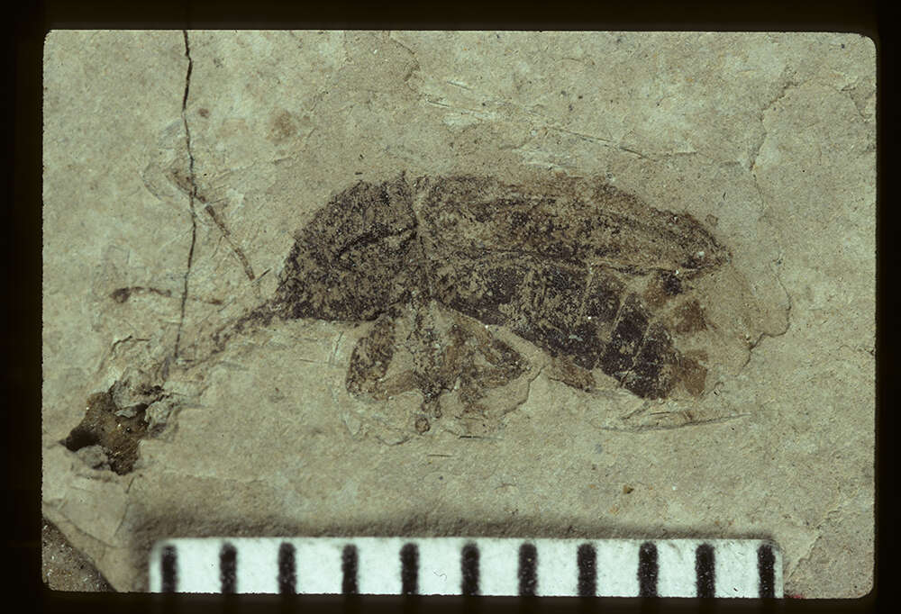 Image of Paltorhynchus