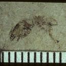 Слика од <i>Planocephalus aselloides</i> Scudder 1885