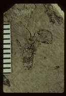 صورة <i>Anasa priscoputida</i> Scudder & S. H. 1890