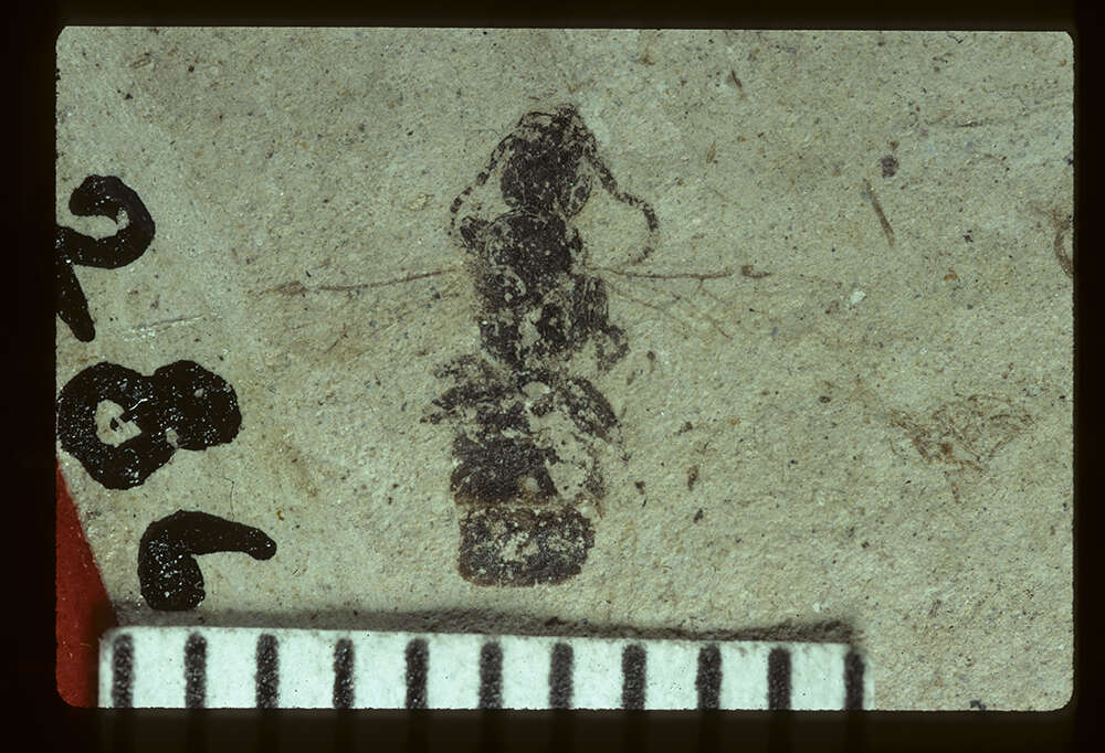 Image of Elaeomyrmex coloradensis Carpenter 1930