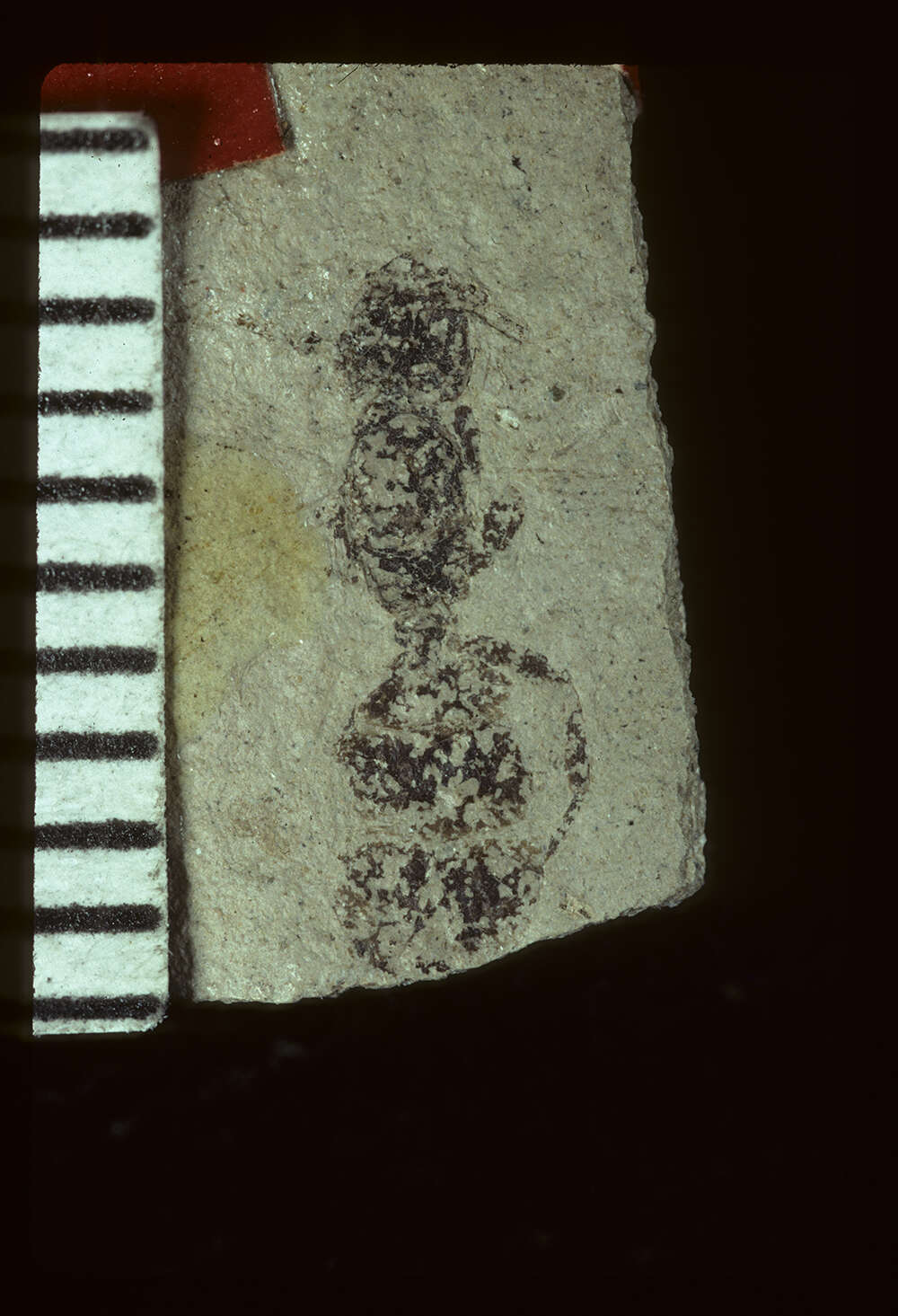 Image of Elaeomyrmex coloradensis Carpenter 1930