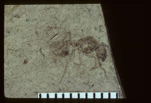 Image of Aphaenogaster mayri Carpenter 1930