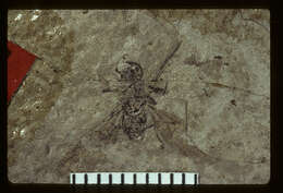 Image of Aphaenogaster mayri Carpenter 1930