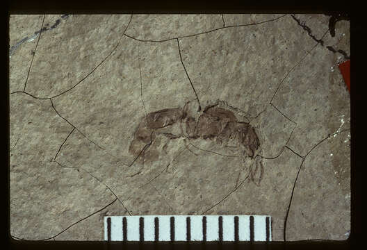 Image of Aphaenogaster mayri Carpenter 1930