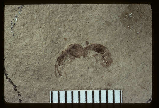 Image of Aphaenogaster mayri Carpenter 1930