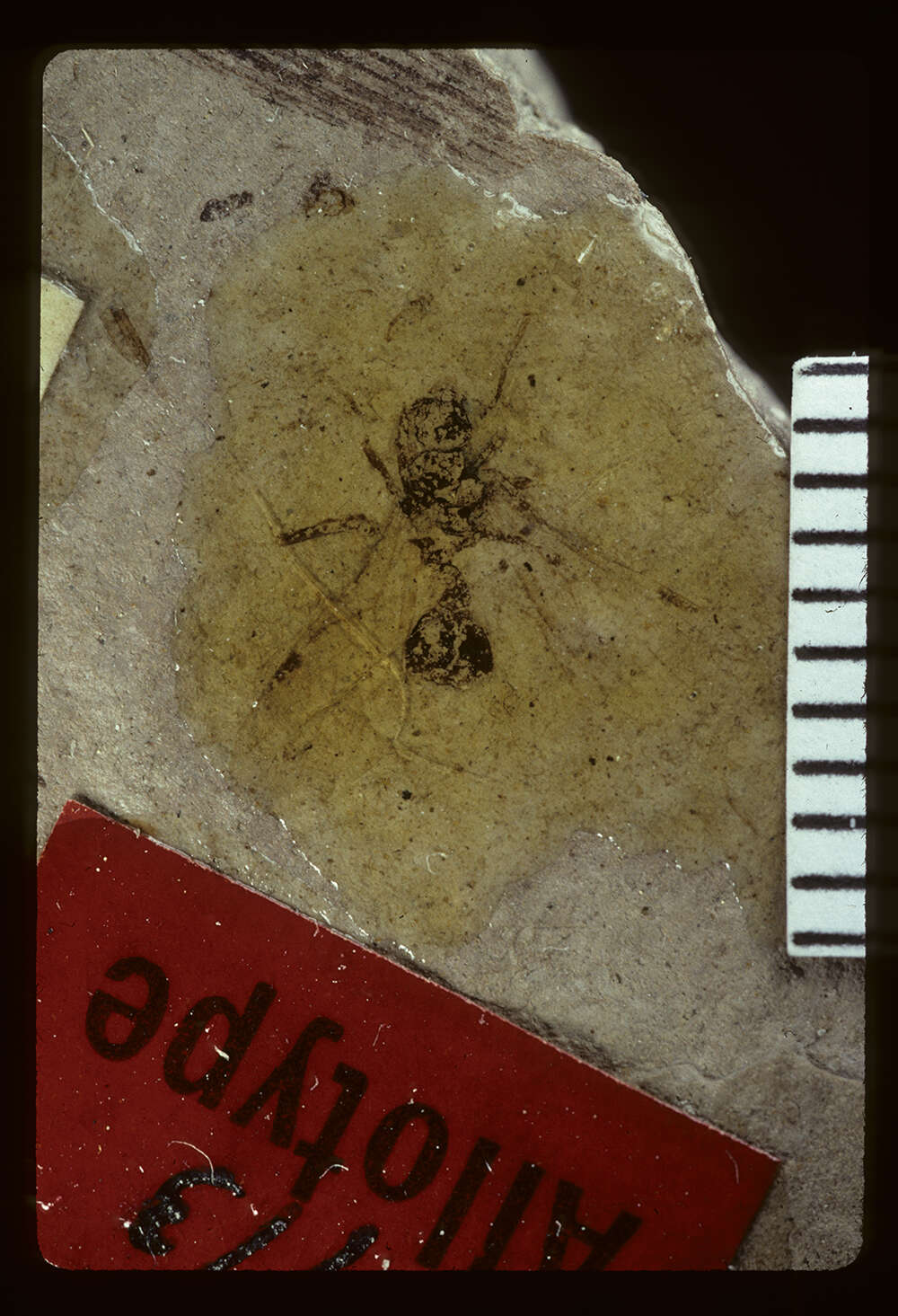 Image of Aphaenogaster mayri Carpenter 1930