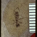 Plancia ëd Pogonomyrmex fossilis Carpenter 1930