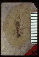 Image de Pogonomyrmex fossilis Carpenter 1930