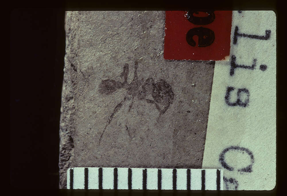Image of Pogonomyrmex fossilis Carpenter 1930