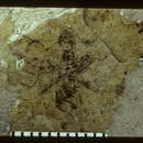 Image of Camponotus petrifactus Carpenter 1930