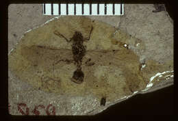 Image of Aphaenogaster mayri Carpenter 1930