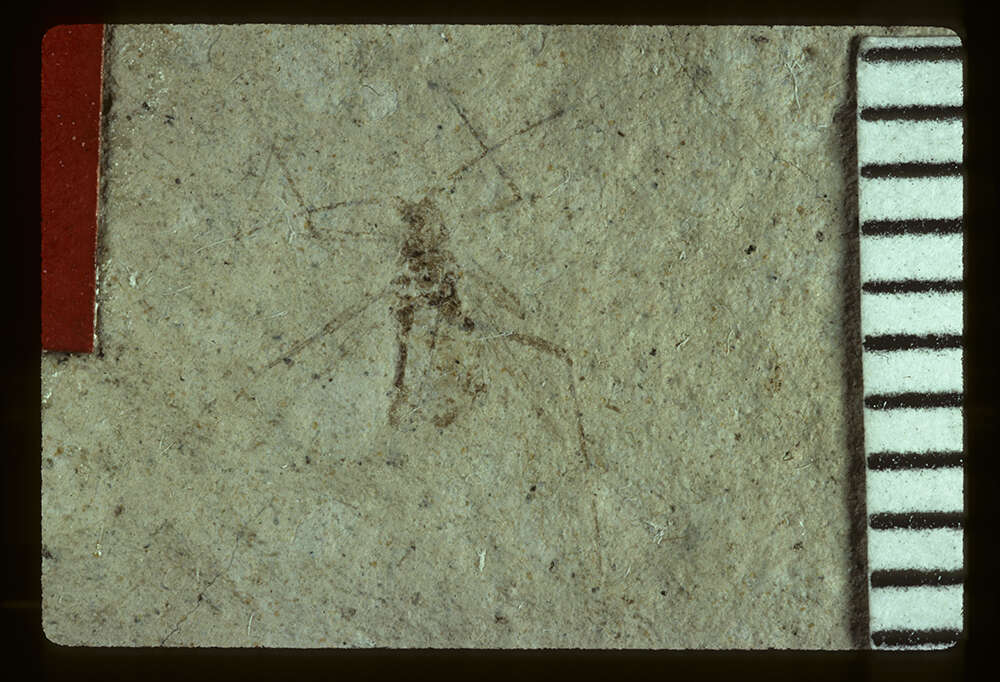 Слика од <i>Siphonophoroides antiqua</i> Buckton 1883