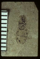 Image of <i>Planocephalus aselloides</i> Scudder 1885