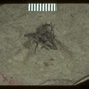 Image of <i>Glossina oligocenus</i>