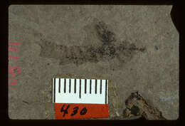 Image of <i>Labiduromma bormansi</i> Scudder 1890