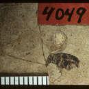 <i>Saperdirhynchus priscotitillator</i> Scudder 1893的圖片