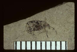 Image of fungus weevils