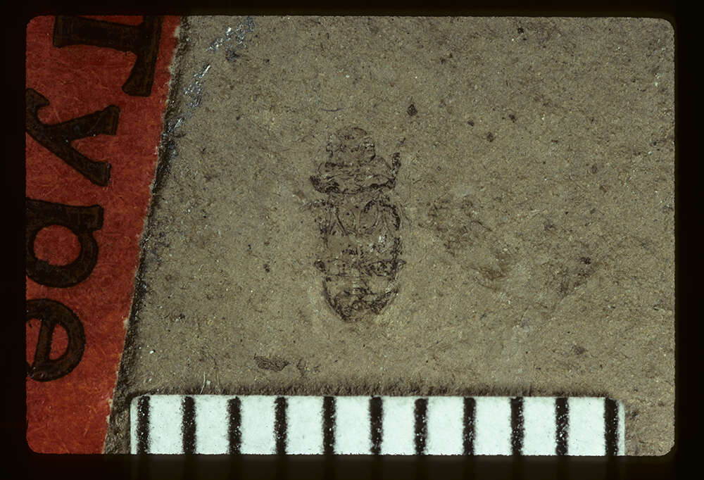 Image of <i>Ataenius patescens</i> Scudder 1893