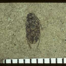 Image of <i>Oryctoscirtetes protogaeum</i> Scudder 1876