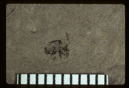 Image of Cryptorhynchus kerri Scudder 1893