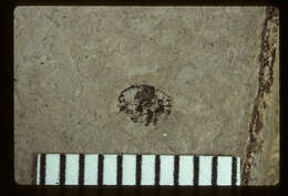 Image of Cryptorhynchus profusus Scudder 1893
