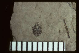Image of Cryptorhynchus profusus Scudder 1893