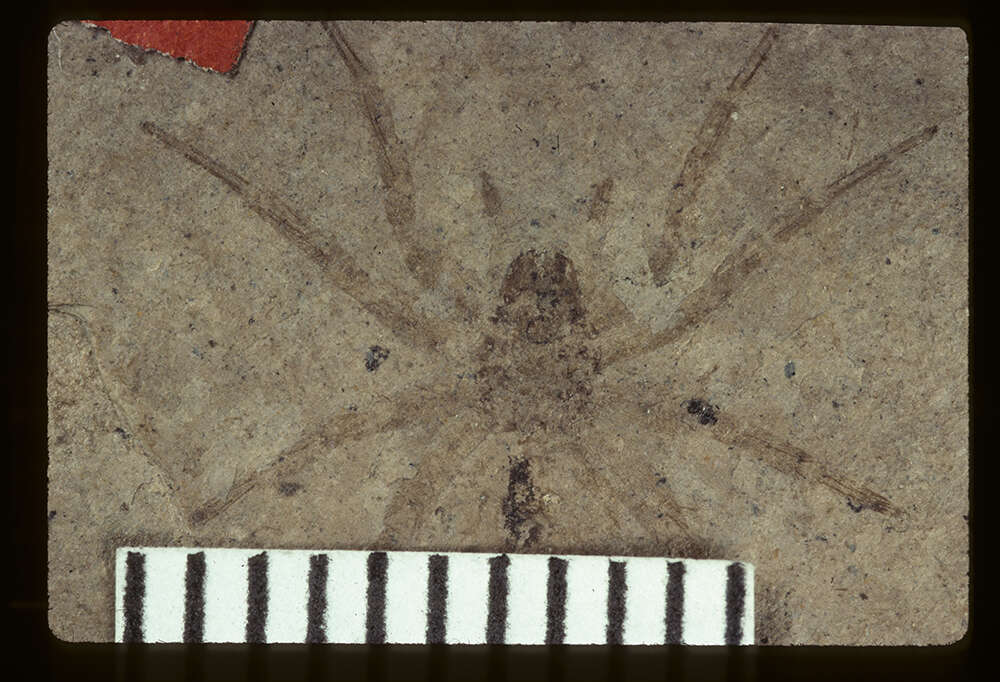 Image of <i>Titanoeca hesterna</i> (Scudder 1890)