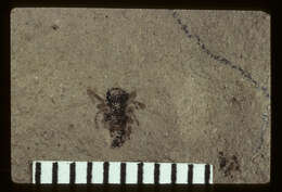 Image of <i>Epeira emertoni</i> (Scudder 1890)