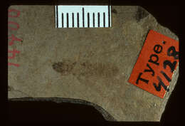 Image of <i>Parotermes insignis</i> Scudder 1883