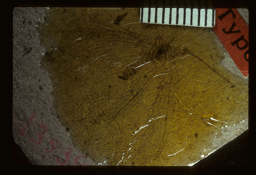 Image of <i>Osmylidia requieta</i> (Scudder 1890)