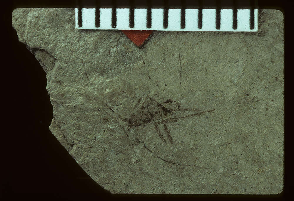 Слика од <i>Siphonophoroides antiqua</i> Buckton 1883