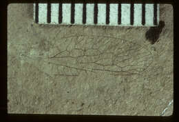Image of <i>Megaraphidia exhumata</i> (Cockerell 1909)