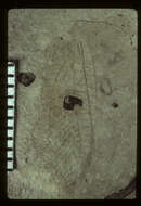 Слика од <i>Archaeochrysa fracta</i> (Cockerell 1914)