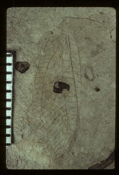 Image of <i>Archaeochrysa fracta</i> (Cockerell 1914)