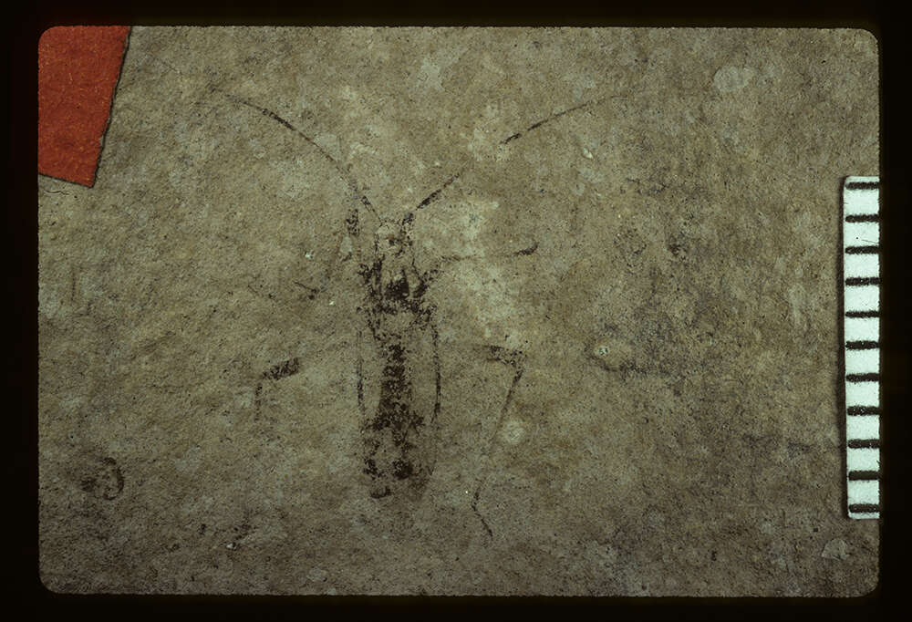 Image of Closterocoris elegans S. Scudder 1890