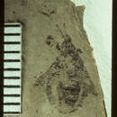 Image of <i>Heeria gulosa</i> Scudder 1890