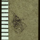 Image of <i>Coptochromus manium</i> Scudder & S. H. 1890