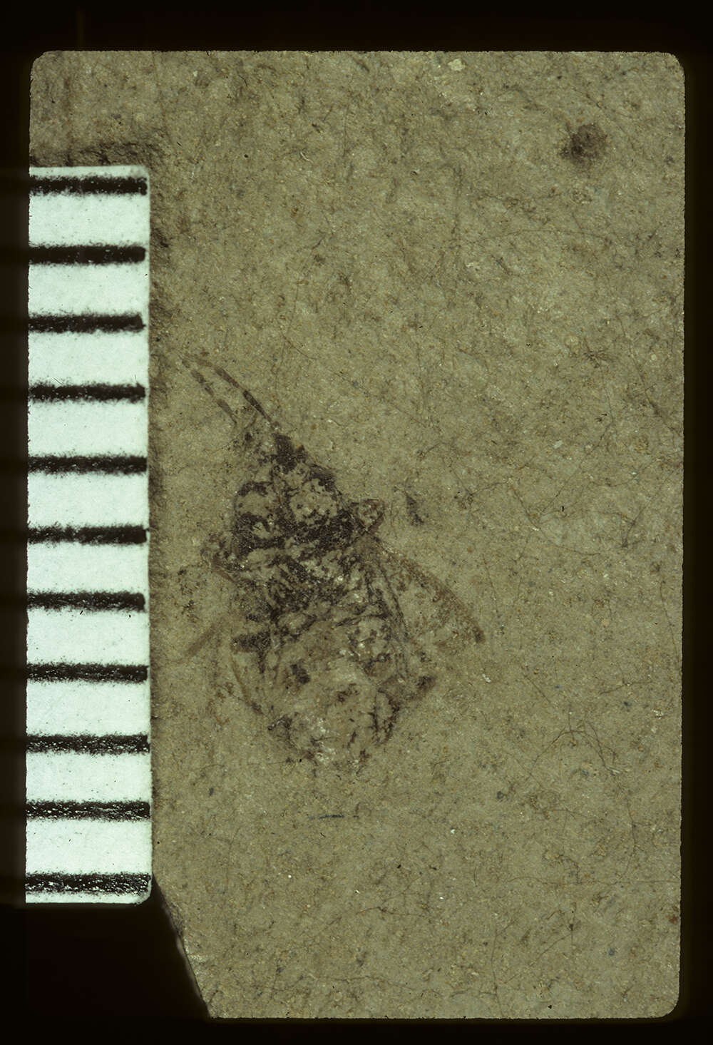 Image of <i>Coptochromus manium</i> Scudder & S. H. 1890