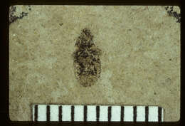 Image of <i>Coptochromus manium</i> Scudder & S. H. 1890