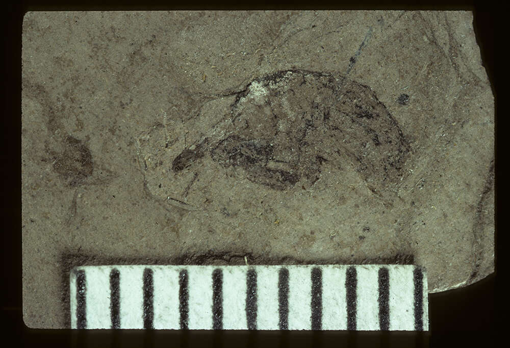 Image of <i>Paltorhynchus depratus</i>