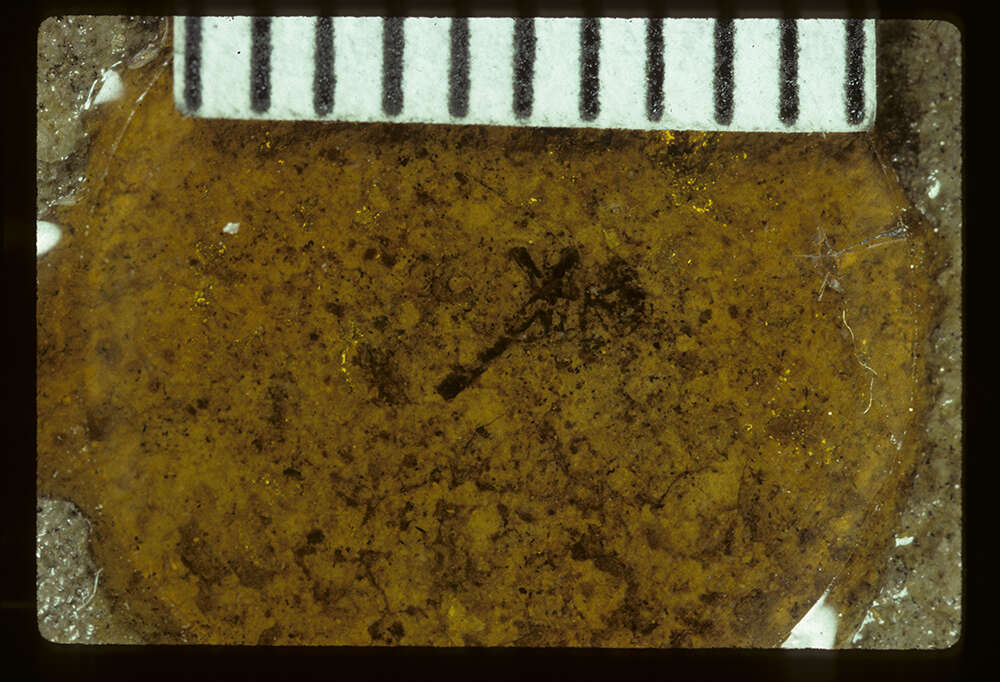 Image of <i>Procymus cockerelli</i> Usinger & R. L. 1940