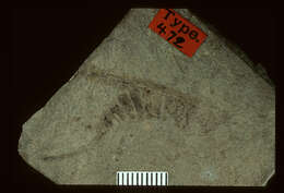 Plancia ëd <i>Orchelimum placidum</i> Scudder & S. H. 1890